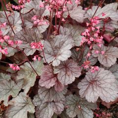 Żurawka 'Milan' - Heuchera Milan
